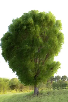 Tree in a Field Print