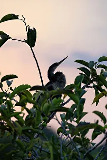 Anhinga Print - Perched Bird on Tree Branch