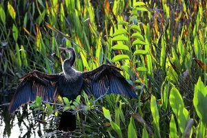 Anhinga Print with Spread Wings