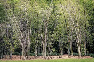 Bamboo Forest Prints: Bamboo forest