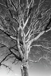 Bare Tree Print