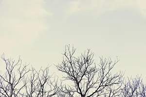 Bare Tree Branches Print