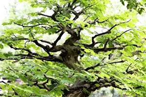 Ancient Oak Tree Prints: Bonsai tree