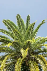 Tropical Greenery Prints: Closeup of palm tree