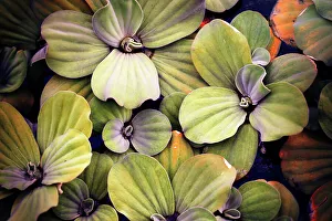 Aquatic Plant Patterns Print
