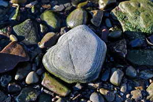 British Isles Landscape Prints: Closeup of rock
