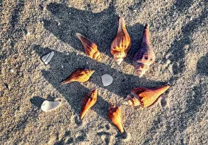 Seashell Print