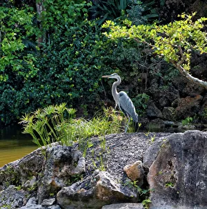 Serene Natural Setting Prints: Grey heron