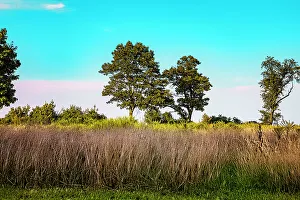 American Landscape Prints: Landscape with trees