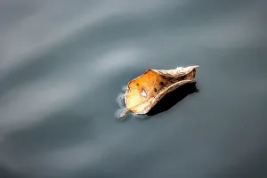 Autumn Leaf Prints: Leaf floating on water