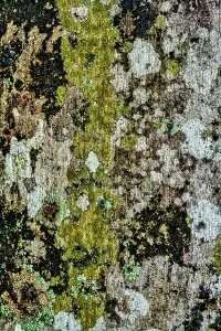 Symbiotic Relationship In Nature Prints: Lichens growing on tree
