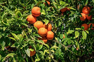 Fresh Oranges Prints: Orange tree