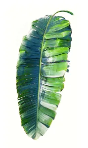 Palm Leaf Close Up Prints: Palm leaf