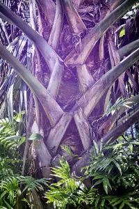 Palm Tree Print