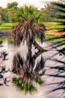 Nature's Artistry Prints: Palm tree in water