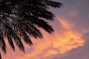 Palm Tree Print with Dramatic Sky