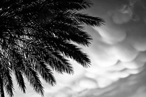 Palm Tree Print with Dramatic Sky