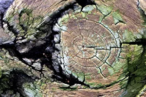 Wood Pattern Print