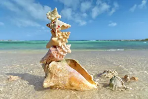 Beach Scene Prints: Pile of sea shells