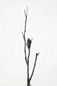 Red-Shouldered Hawk Print on Bare Branch