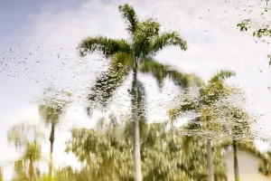 Palm Tree Reflection Print