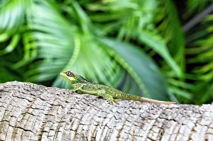Framed Print : Reptile Print on Tree Framed Print : Reptile Print on Tree