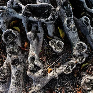 Banyan Tree Roots Prints: Roots on a banyan tree