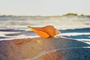 North America Ocean Views Prints: Seashell