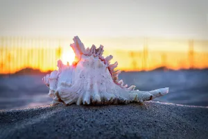 Framed Print : Seashell Print Framed Print : Seashell Print