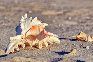 Seashells Print
