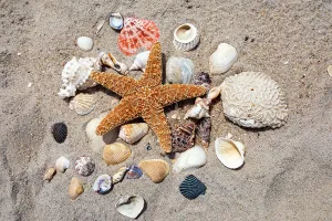 Beach Scene Prints: Seashells, Starfish, and shells arranged on beach