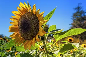 Natural Scenery Prints: Sunflower