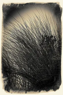 Tall Grass Print