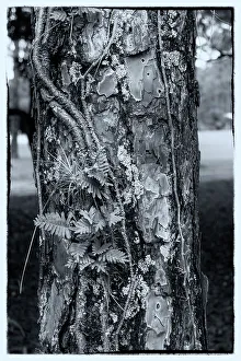 Texture of a tree