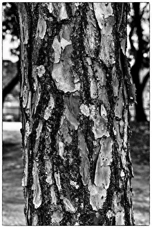 Tree Bark Texture Print