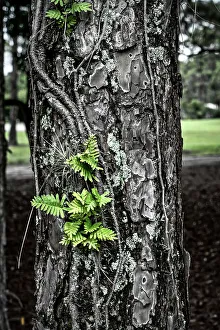 Tree Bark Texture Print