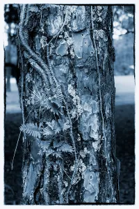 Tree Bark Texture Print
