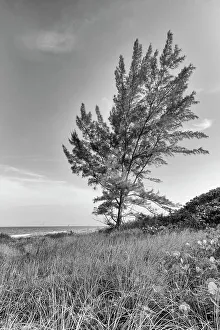 Tree by the Ocean Print