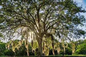 Backlit Oak Tree Prints: Tree with Spanish Moss