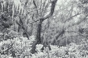 Spanish Moss Tree Print