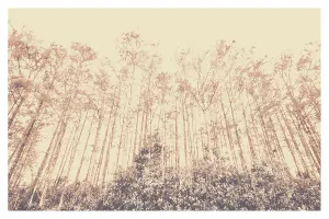 American Landscape Images Prints: Trees from a forest