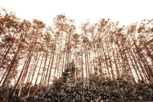 Trees from a forest Print