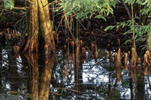 Trees in Swamp Print