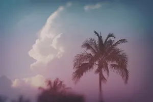 Peaceful Daytime Scene Prints: Tropical palm tree with clouds