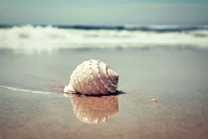 Beach Photography Prints: Waves and shell on beach