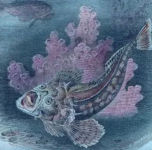 Print of a stargazer in an underwater scene, 1920s