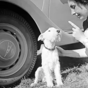 Freizeit Print: Fox Terrier Pup with Ford V8, 1930s Germany