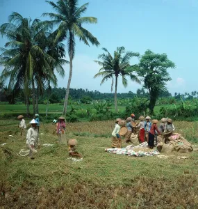 Java Print: Indonesian Rice Growers in Everyday Life, 1980s