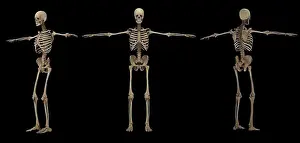 Human Skeletal System Prints: 3D rendering of human skeletal system at different angles