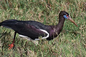 Ngorongoro Conservation Area Birds Prints: Abdim's Stork